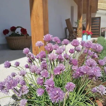 Guest house Borsika Napterasz Pihenohaz Abasar